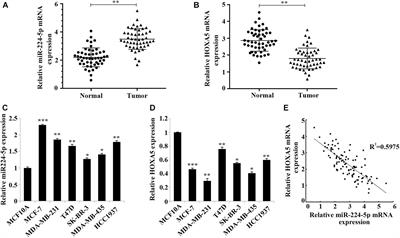 miR-224-5p Carried by Human Umbilical Cord Mesenchymal Stem Cells-Derived Exosomes Regulates Autophagy in Breast Cancer Cells via HOXA5